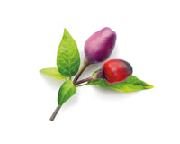 Purple Chili Pepper Plant Pods / Purple Chili Pepper Plant Pods