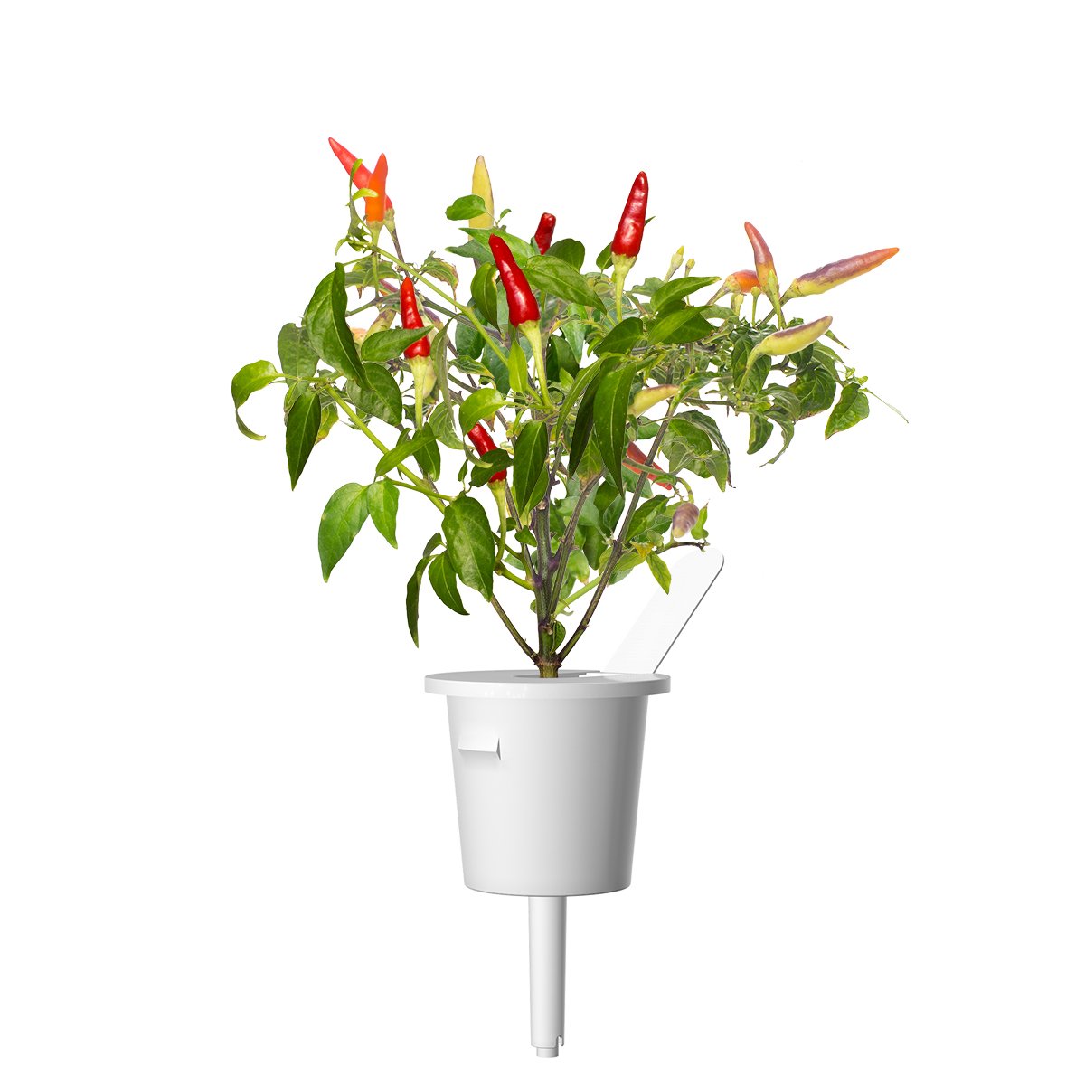 Red Hot Chili Pepper Plant Pods / Red Hot Chili pepper plant pod - Click & Grow indoor herb garden - Grow Chili Pepper at home with an indoor garden