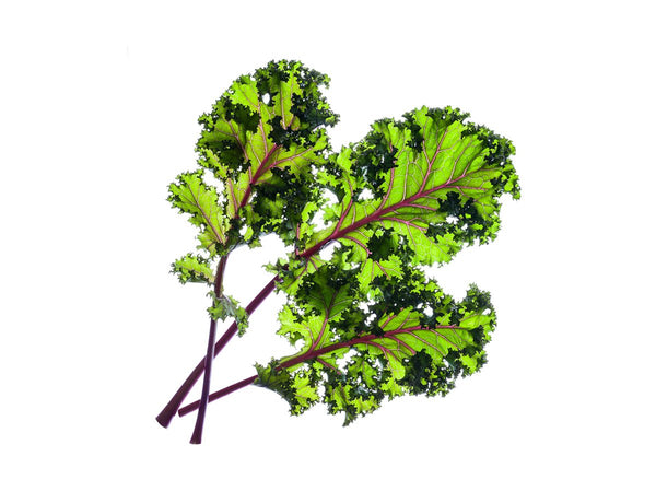 Red Kale (Brassica oleracea) capsule - Click & Grow indoor garden
