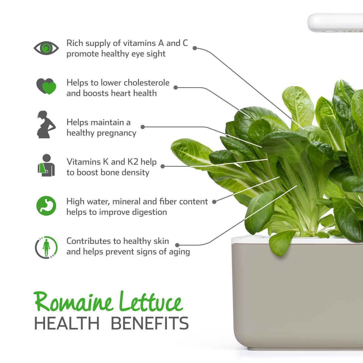 Romaine Lettuce Plant Pods / Romain lettuce (Lactuca sativa) health benefits