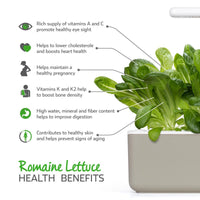 Romaine Lettuce Plant Pods / Romain lettuce (Lactuca sativa) health benefits