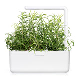 Rosemary Plant Pods 3-pack