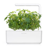 Thai Basil (Ocimum basilicum) capsule - Click & Grow indoor garden