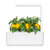 Yellow Sweet Pepper Plant Pods / Bell Pepper - Click & Grow indoor garden - Grow Sweet Peppers at home