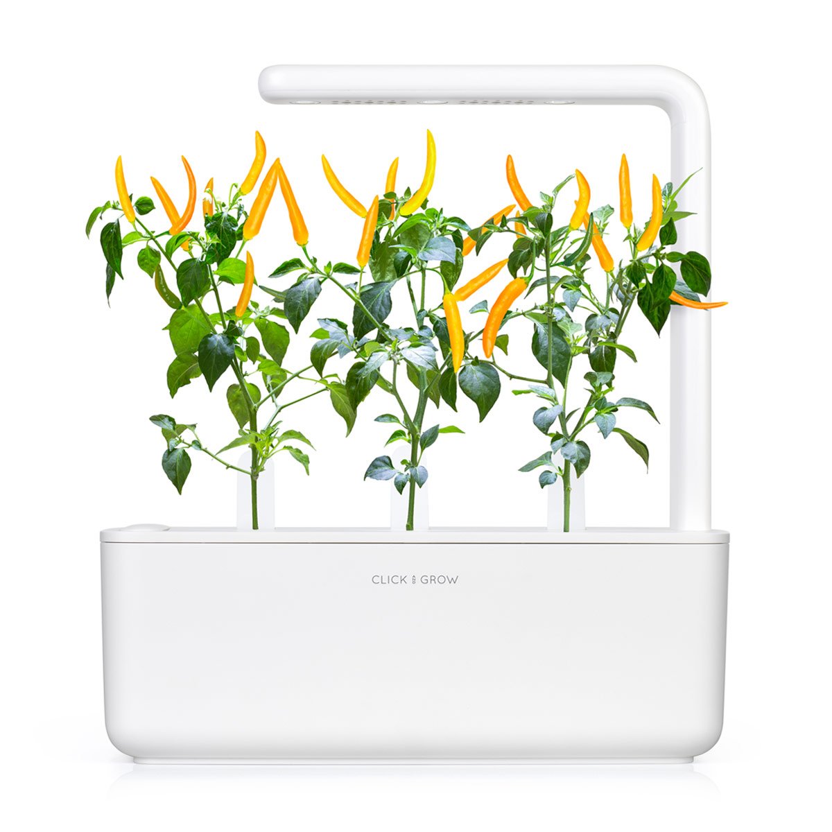 Yellow Chili Pepper Plant Pods / Chili Pepper (Capsicum annuum) refill - Click & Grow indoor garden