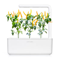 Yellow Chili Pepper Plant Pods / Chili Pepper (Capsicum annuum) refill - Click & Grow indoor garden