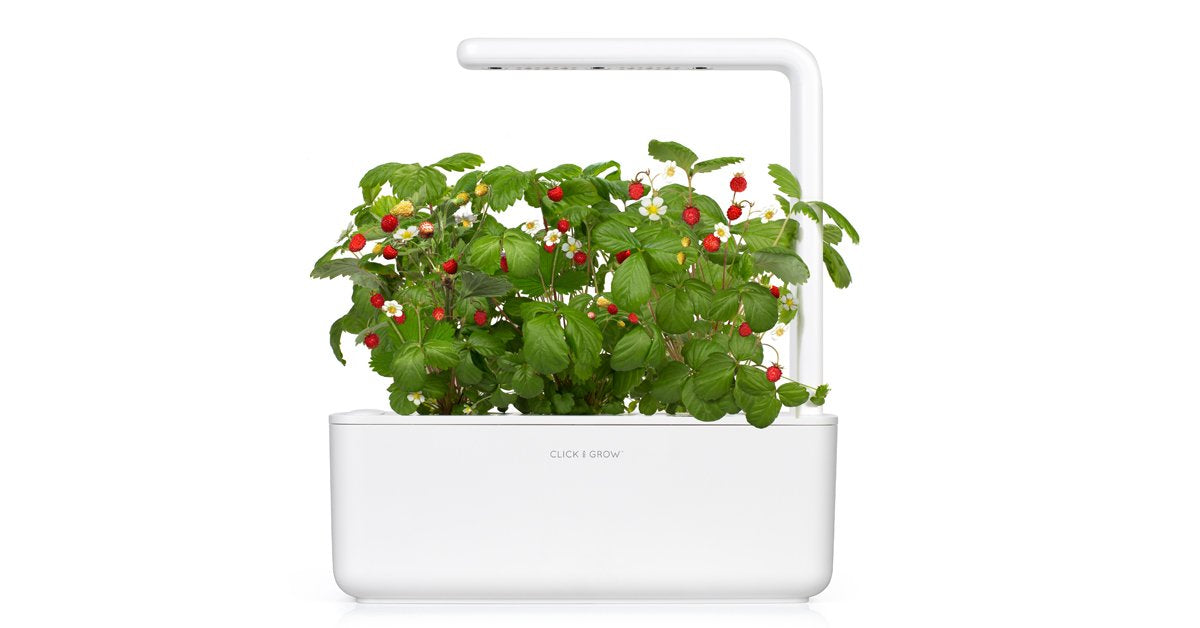 Wild Strawberry Plant Pods / Wild Strawberry Plant Pods