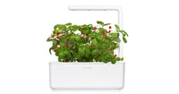 Wild Strawberry Plant Pods / Wild Strawberry Plant Pods