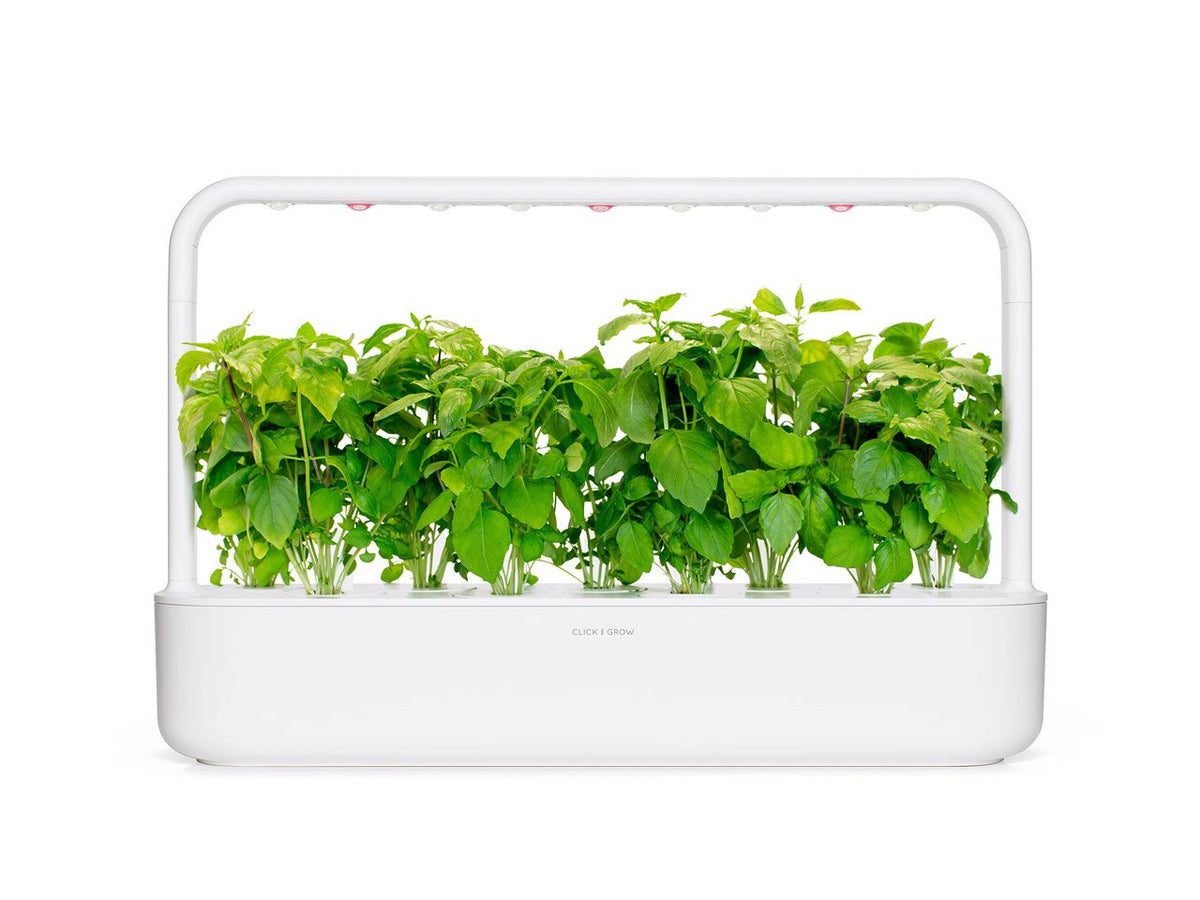 Cinnamon Basil Plant Pods / Cinnamon Basil - grow basil at home with a smart indoor herb garden