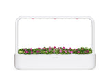 Sweet Alyssum Plant Pods 3-pack