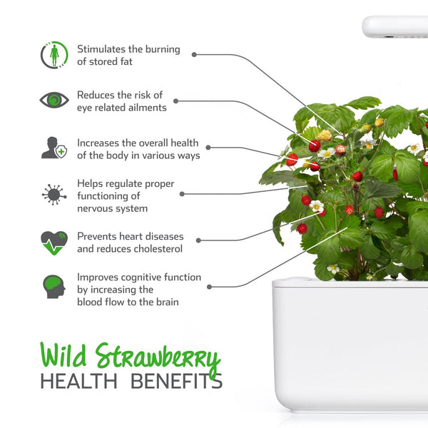 Wild Strawberry Plant Pods | Click & Grow – Click & Grow Canada