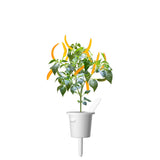 Yellow Chili Pepper Plant Pods 3-pack