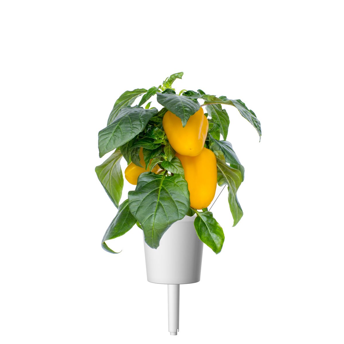 Yellow Sweet Pepper Plant Pods / Yellow Sweet Pepper (Capsicum annuum) Plant Pod - Click & Grow indoor garden