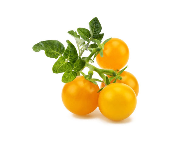 Yellow Mini Tomato Plant Pods