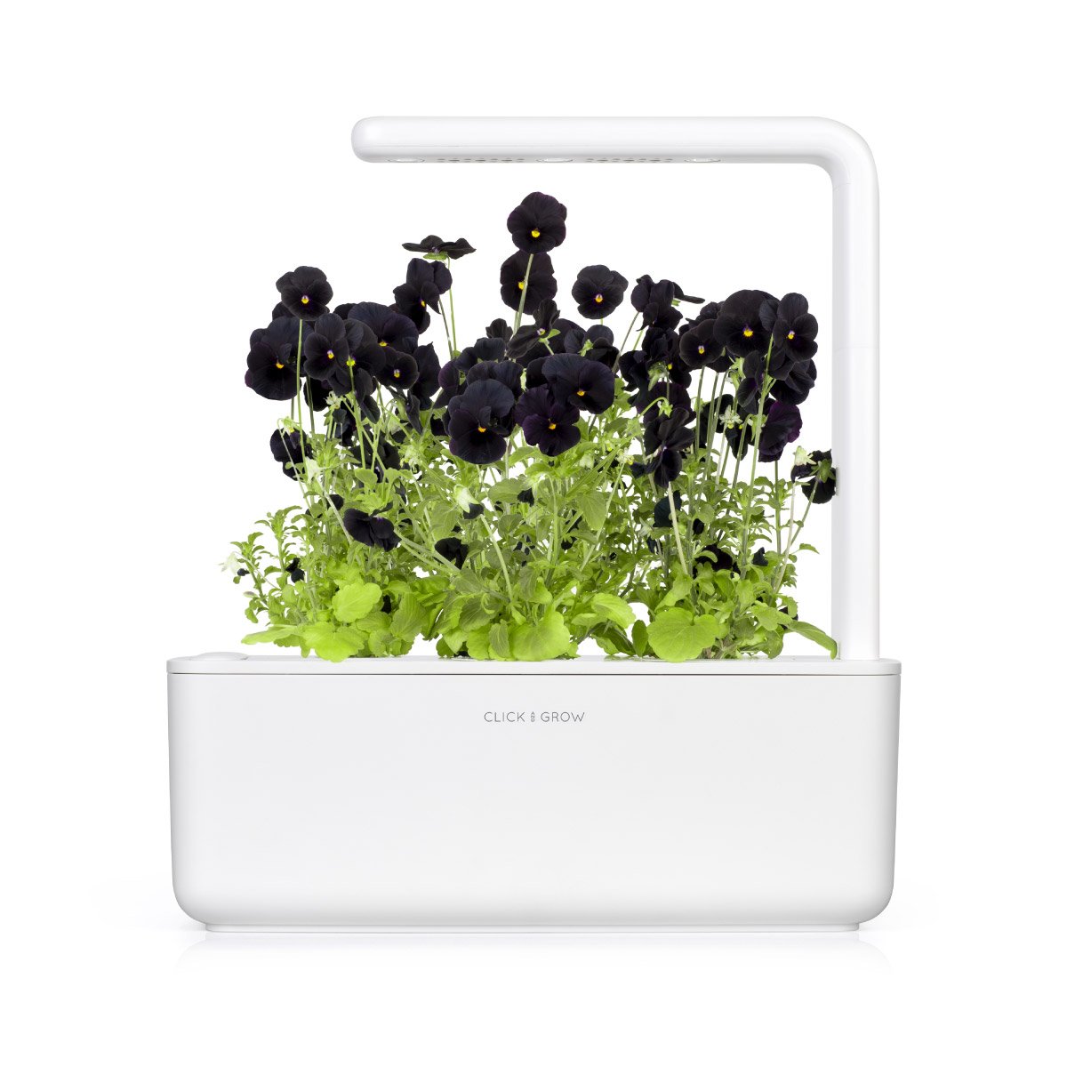 Black Pansy Plant Pods / Click & Grow Indoor Herb Garden Black Pansy