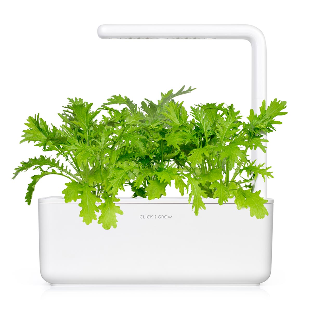 Leaf Mustard Plant Pods / Start growing leaf mustard (Brassica juncea) indoors. Click & Grow indoor gardens.Leaf Mustard