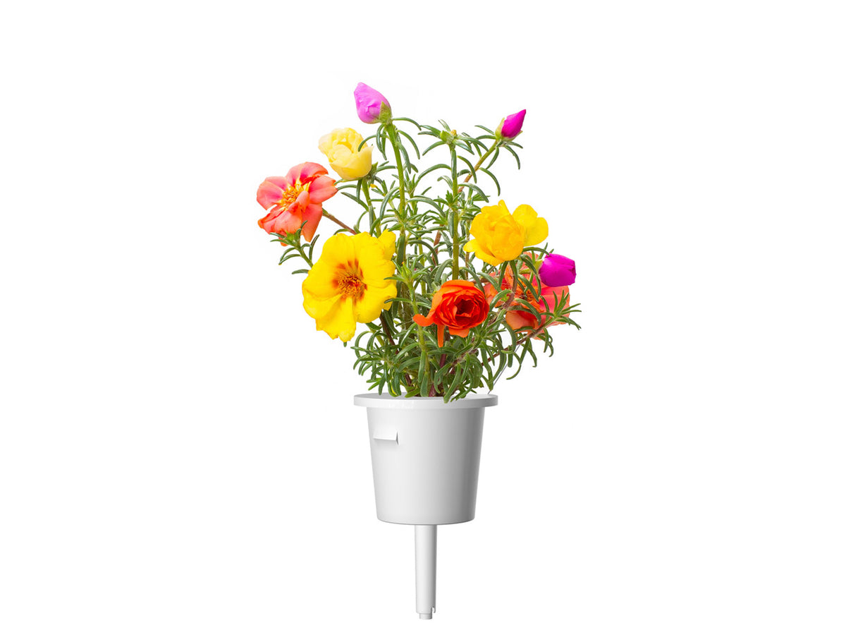 Moss Rose Plant Pods / Moss Rose Plant Pods