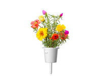 Moss Rose Plant Pods / Moss Rose Plant Pods
