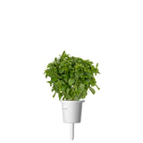 Dwarf Basil (Ocimum basilicum) plant pod - Click & Grow indoor garden