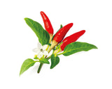 Red Hot Chili pepper capsule - Click & Grow indoor herb garden - Grow Chili Pepper at home with an indoor garden