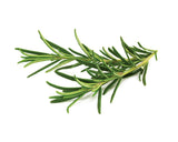 Growing rosemary (Rosmarinus officinalis) using Click & Grow's indoor garden. Cooking with Rosemary and Rosemary Oil Benefits.
