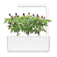 Purple Chili Pepper Plant Pods / Purple Chili Pepper Plant Pods