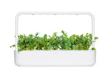 Arugula Plant Pods 3-pack