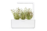 Thyme Plant Pods / Thyme Plant Pods