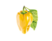 Yellow Sweet Pepper Plant Pods / Yellow Sweet Pepper Refill (Capsicum annuum) - Click & Grow indoor garden